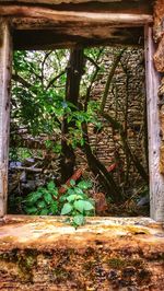 Plants growing in abandoned building