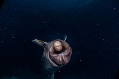 One dolphin swimming in the red sea, eilat israel a.e