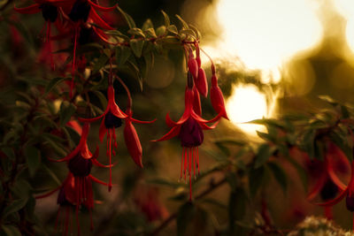 Close-up of red flowering plants against sky