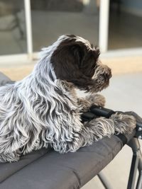 Close-up of dog sitting outdoors