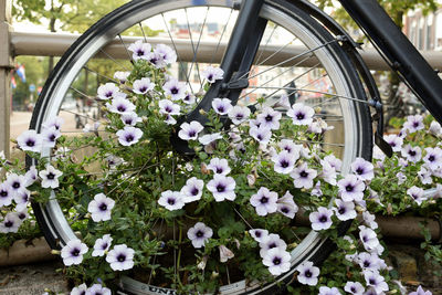 Close-up of white flowering plants
