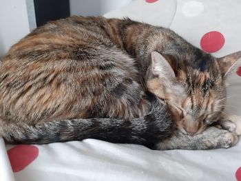 Close-up of cat sleeping on bed