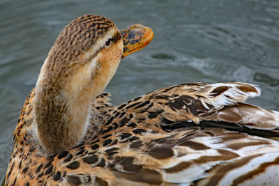 Close-up of duck swimming in lake