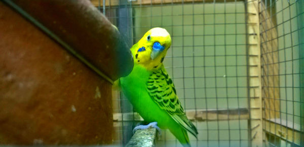 Close-up of parrot