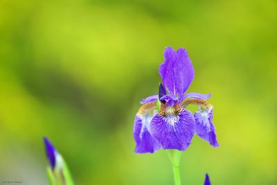 Close-up of purple iris flower