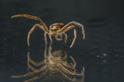 Close-up of spider with reflection on floorboard