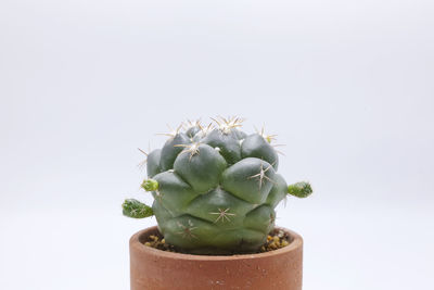 Close-up of succulent plant against white background