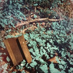 High angle view of dry leaves on wood