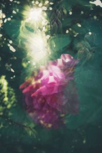 plant