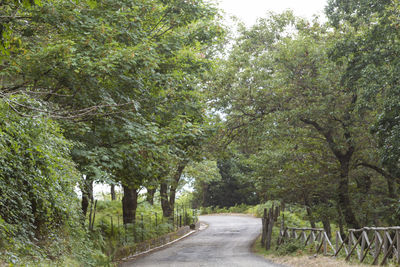 Empty road amidst trees