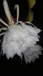 Close-up of water drops on leaves