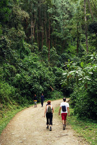 Rear view of people walking on footpath in forest