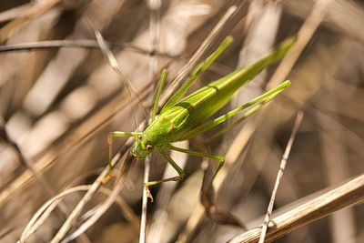 Close-up of insect on leaf