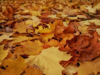 Full frame shot of maple leaves