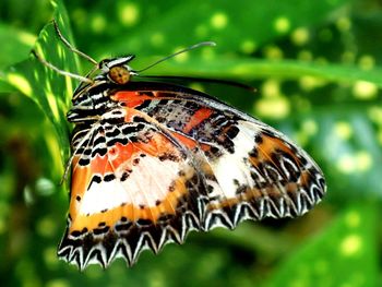 Close-up of butterfly on tree trunk