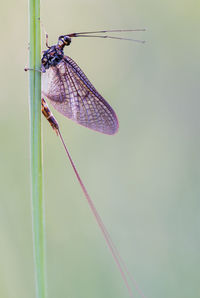 Close-up of butterfly on leaf