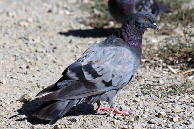 Close-up of pigeon perching on a land