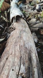 Close-up of tree trunk