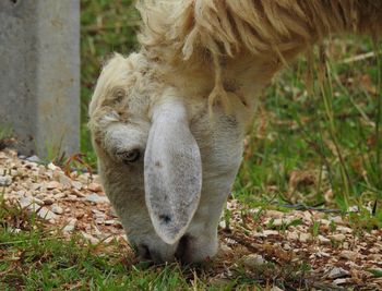 Goat eating grass