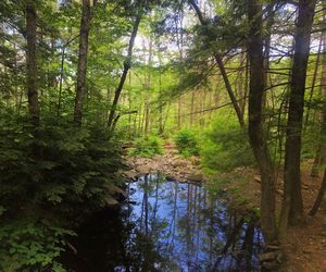 Stream flowing amidst trees in forest