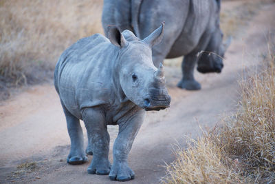 Baby rhino in kruger