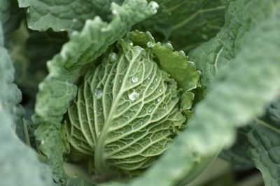 Close-up of water drops on plant