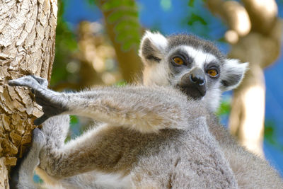 Close-up of a lemur on tree