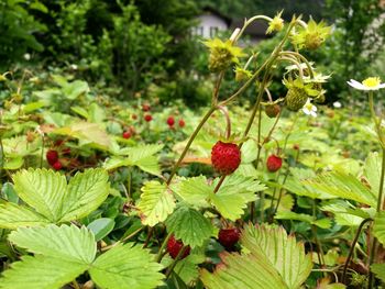 Close-up of berries growing on plant