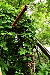 Plants growing on tree trunk