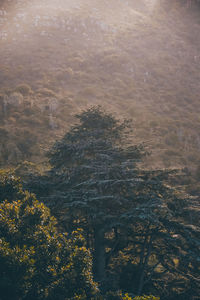 High angle view of trees in forest