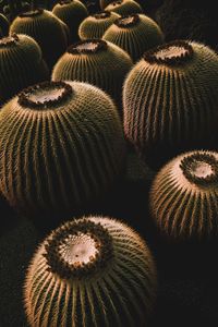 Cactus balls