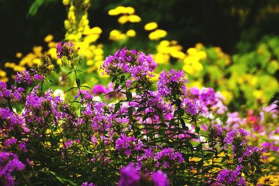 Close-up of purple flowering plants on field