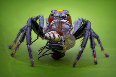 Close-up of spider