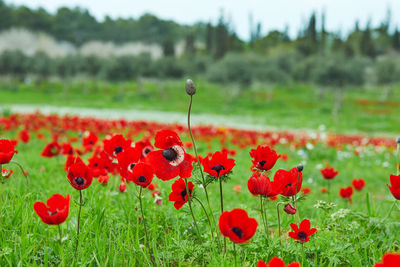 Close-up of red poppy on field