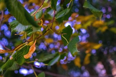 Low angle view of plant growing on tree