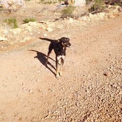 Dog running on the ground