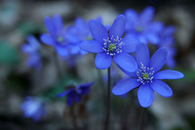 Close-up of purple flowering plant