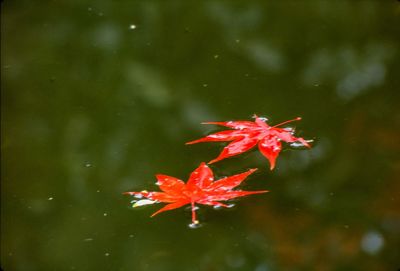 Close-up of maple leaves on red leaf