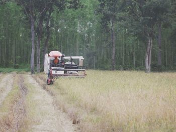 Man sitting on dirt road amidst trees in forest