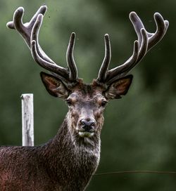 Close-up portrait of deer