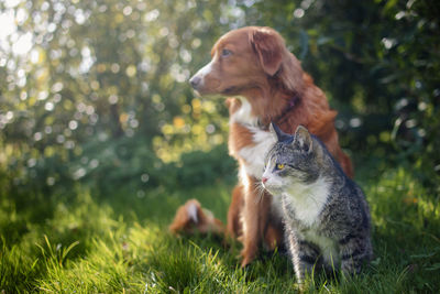 Cat and dog sitting together in grass on sunny summer day. 