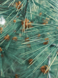 Close-up of dandelion on tree