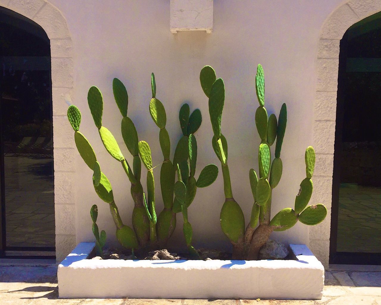 potted plant, plant, growth, leaf, wall, green color, front or back yard, no people, day, nature, green, growing, close-up, empty