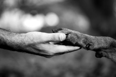 Cropped hand of man holding paw of dog