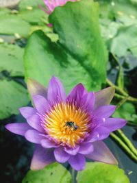 Close-up of lotus blooming outdoors