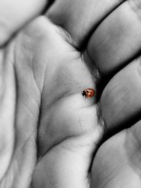 Close-up of ladybug on hand