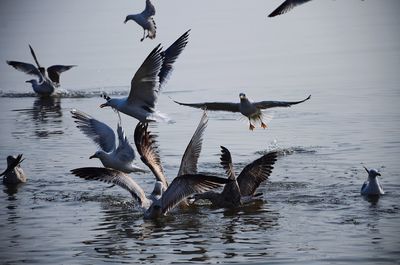 Birds flying over lake