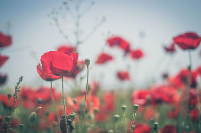 Close-up of red poppy flowers on field