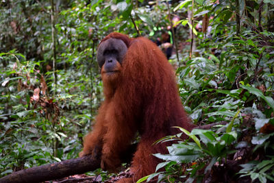 Thomas leaf monkey in gunung leuser national park, indonesia