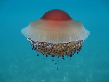 Close-up of jellyfish swimming in sea